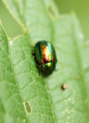 Chrysolina fastuosa