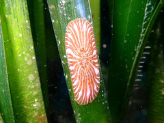 Paractinia striata