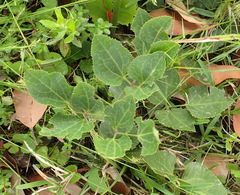 Knowltonia cordata