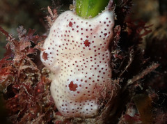 Polysyncraton lacazei