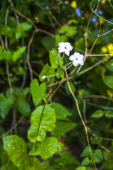 Nicotiana repanda