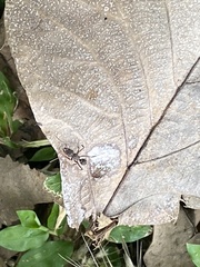 Ectatomminae