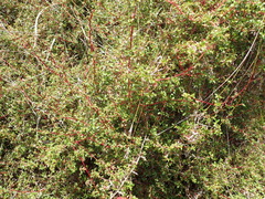 Cliffortia ferruginea