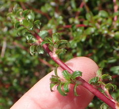 Cliffortia ferruginea