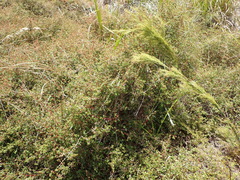 Cliffortia ferruginea