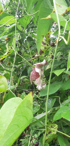 Aristolochia odoratissima, photograph 3