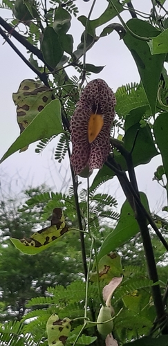 Aristolochia odoratissima, photograph 4