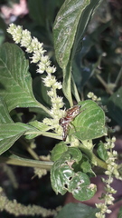 Lurio conspicuus