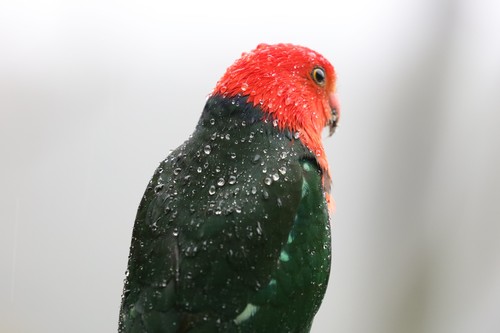Alisterus scapularis