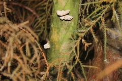 Schizophyllineae