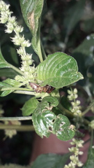 Lurio conspicuus