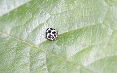 Psyllobora picta