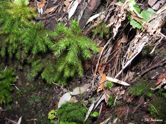 Dendroligotrichum dendroides