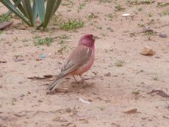 Carpodacus synoicus