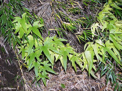 Dioscorea brachybotrya