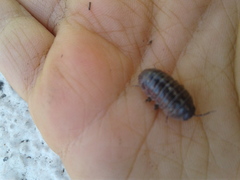 Armadillidium vulgare