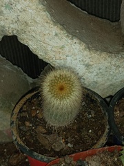 Parodia lenninghausii