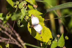 Heliopetes laviana