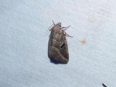 Plagiomimicus pityochromus