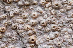 Thelotrema