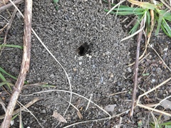 Formicidae