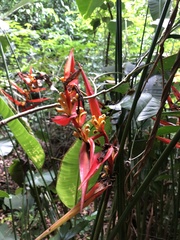 Heliconia spathocircinata