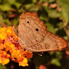 Anartia jatrophae
