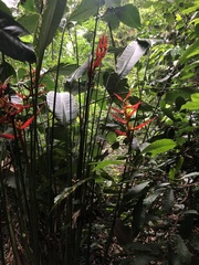 Heliconia spathocircinata