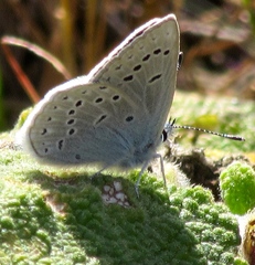 Icaricia icarioides missionensis