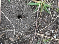 Formicidae