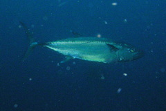 Scomberomorus commerson