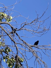 Curaeus curaeus curaeus