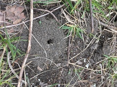 Formicidae
