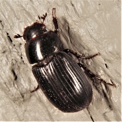 Stenotothorax badipes