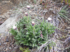 Erigeron leptopetalus