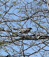 Mimus longicaudatus