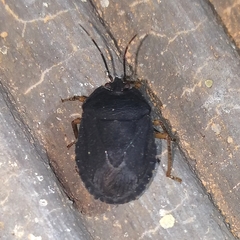 Discocephalinae