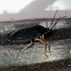 Discocephalinae