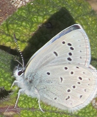 Icaricia icarioides missionensis