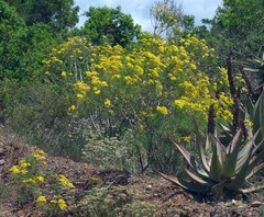 Senecio linifolius
