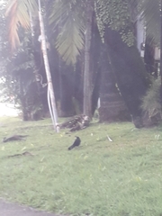 Quiscalus mexicanus