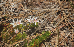Lysimachia buxifolia