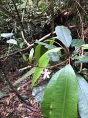 Conchocarpus macrophyllus