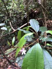 Conchocarpus macrophyllus