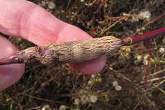 Neolasioptera cornicola