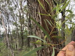 Eucalyptus bakeri