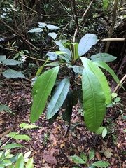 Conchocarpus macrophyllus