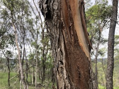 Eucalyptus bakeri