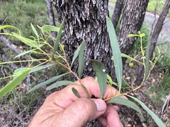 Eucalyptus bakeri