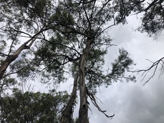 Eucalyptus bakeri